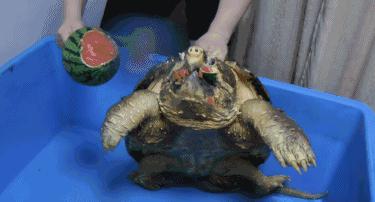 杭州男子钓10斤重鱼,浙江杭州男子钓到近70斤重大鱼