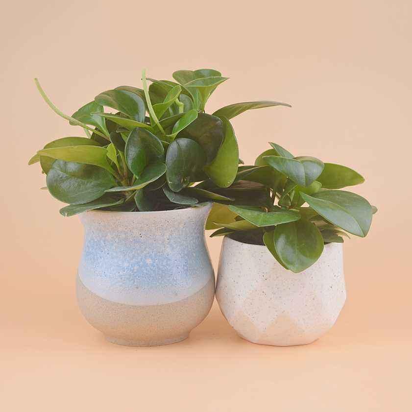 碧玉怎么养才能叶片油绿,碧玉叶子怎么养才不会发黄