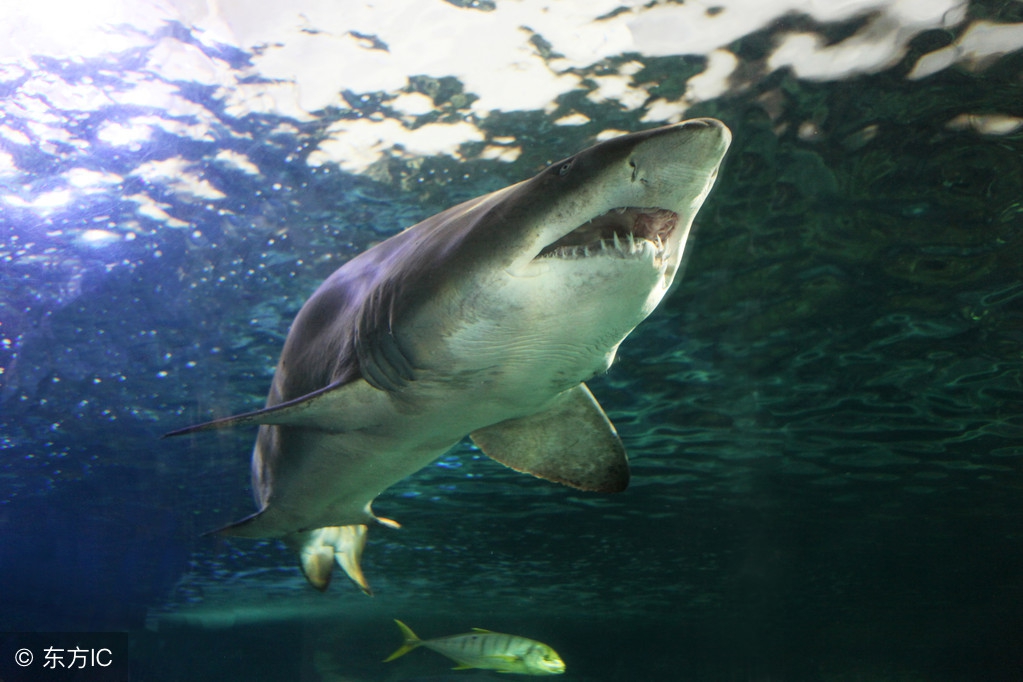 出现独眼鱼的原因,独眼鲨鱼为什么会出现残疾缺陷