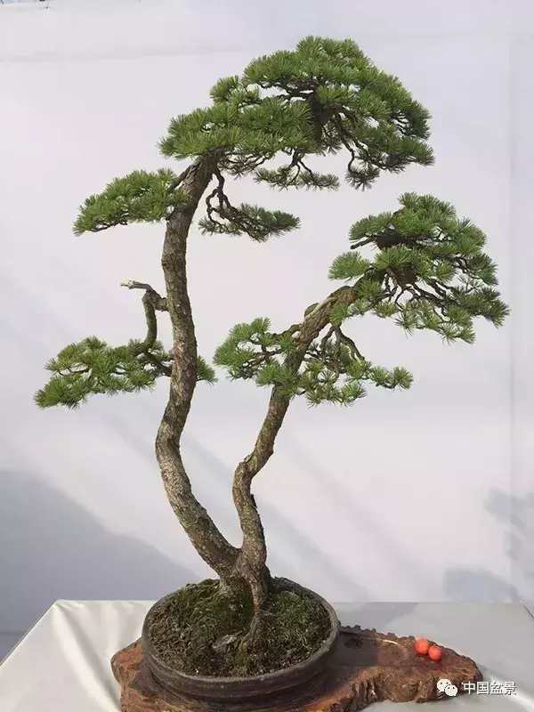 一本双杆式映山红盆景,一本双杆黄杨盆景制作全过程