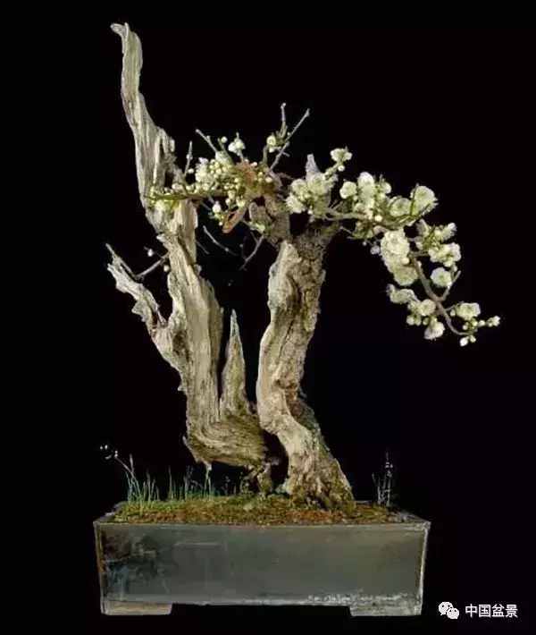 一本双杆式映山红盆景,一本双杆黄杨盆景制作全过程