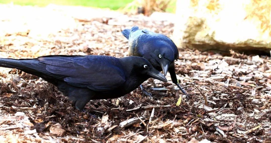 鸟与豚，高智商动物群像