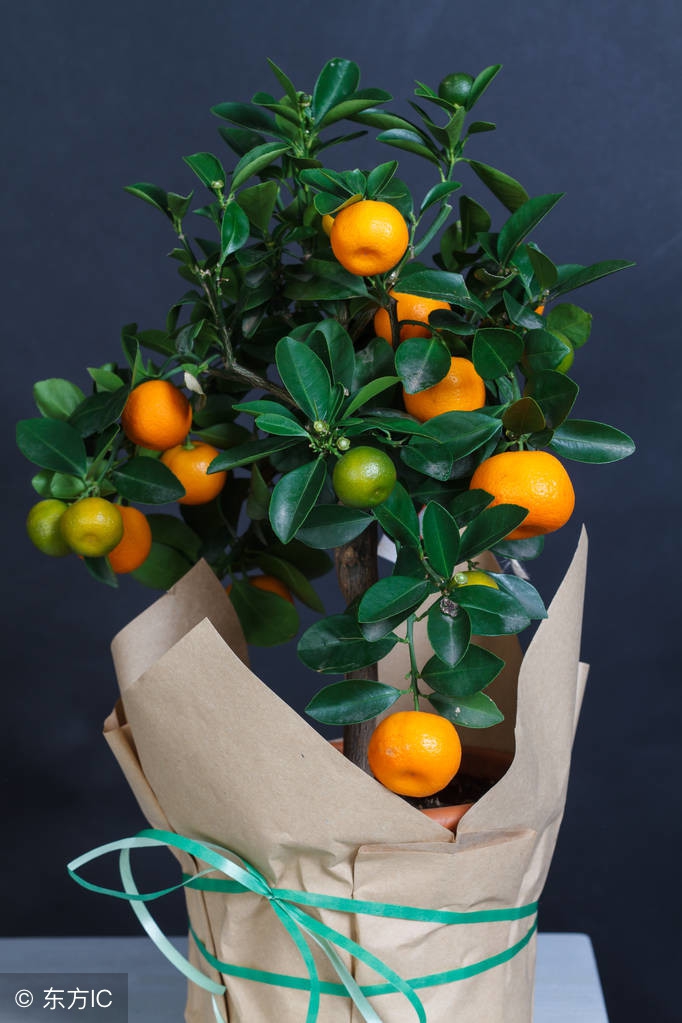 果树盆栽好养活吗,果树盆栽怎样才不掉果