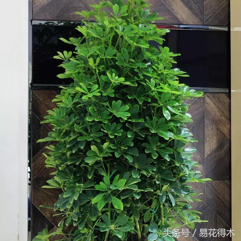 鹅掌柴种植与养护知识,鸭脚木的养护方法及注意事项