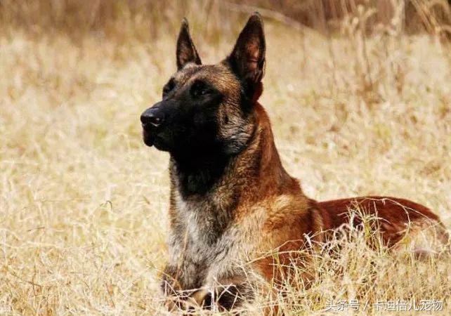 最好护卫犬马犬,各国最受欢迎的犬种