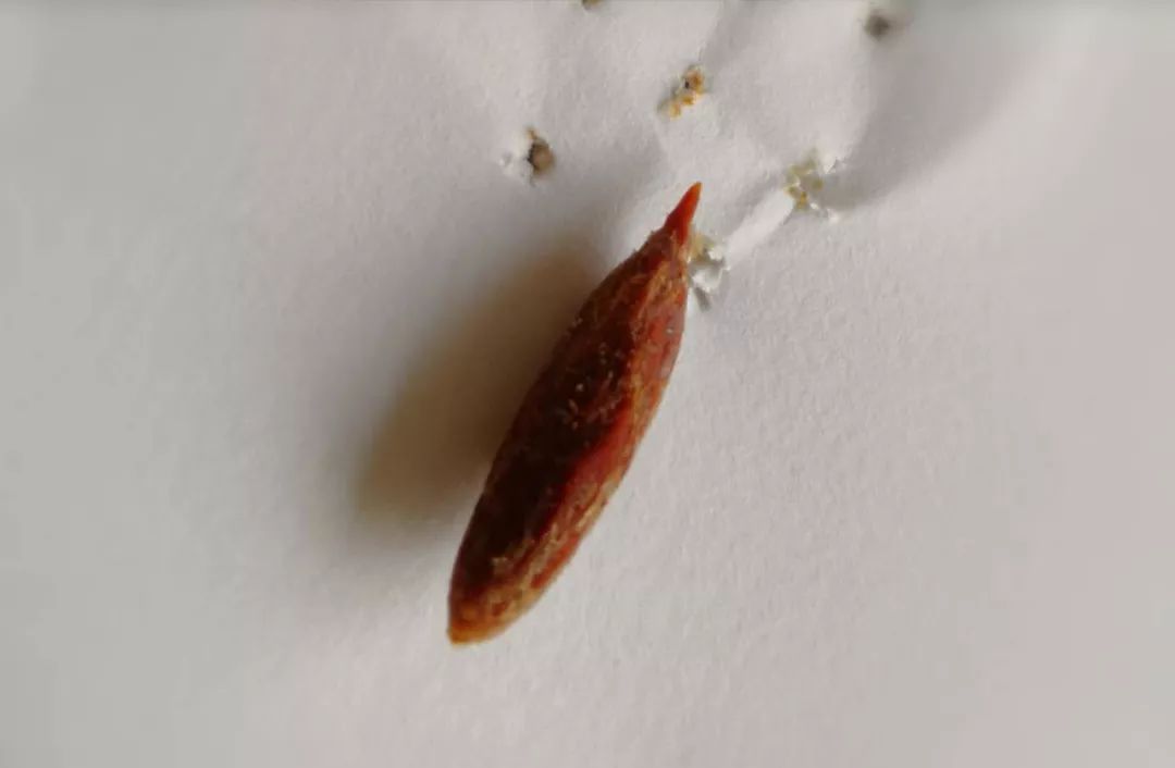 一个医生吃了枣核,一医生吞枣核