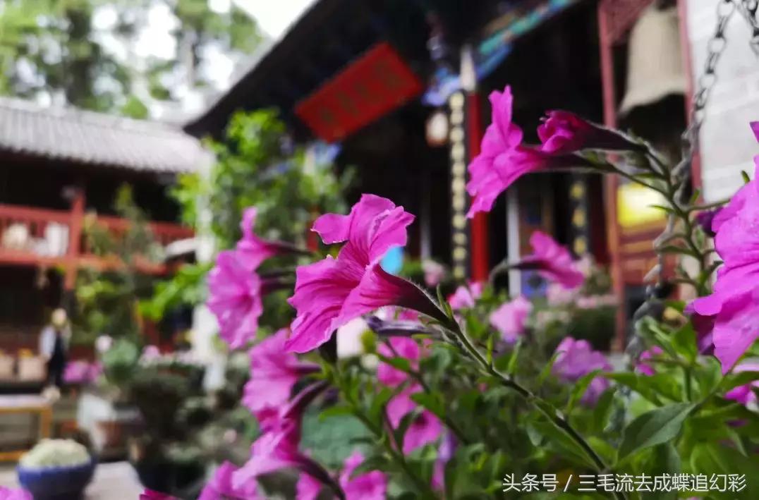 大理5月有什么玩的吃的,五月中旬大理适合旅游吗