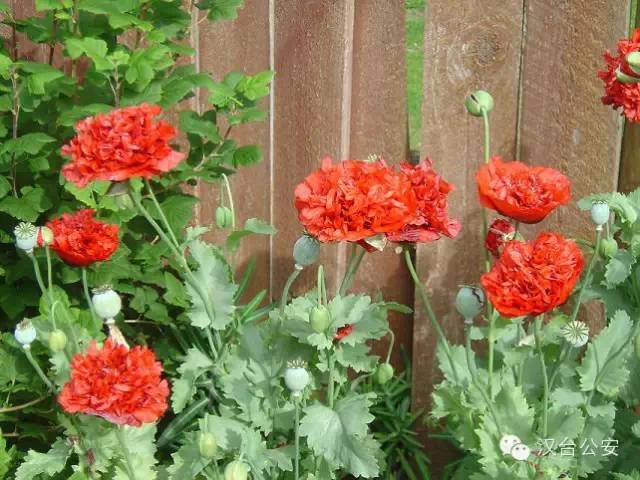 检测吸毒是阴性还是阳性,检测吸毒最长可以查多久前的