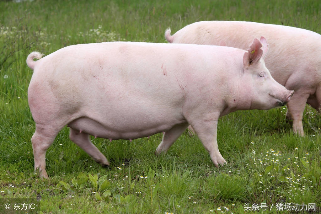 产前母猪不吃食怎么办,母猪产前产后不吃料是正常吗