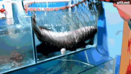 草帽当锅盖的石锅鱼,草帽蒸汽石锅鱼