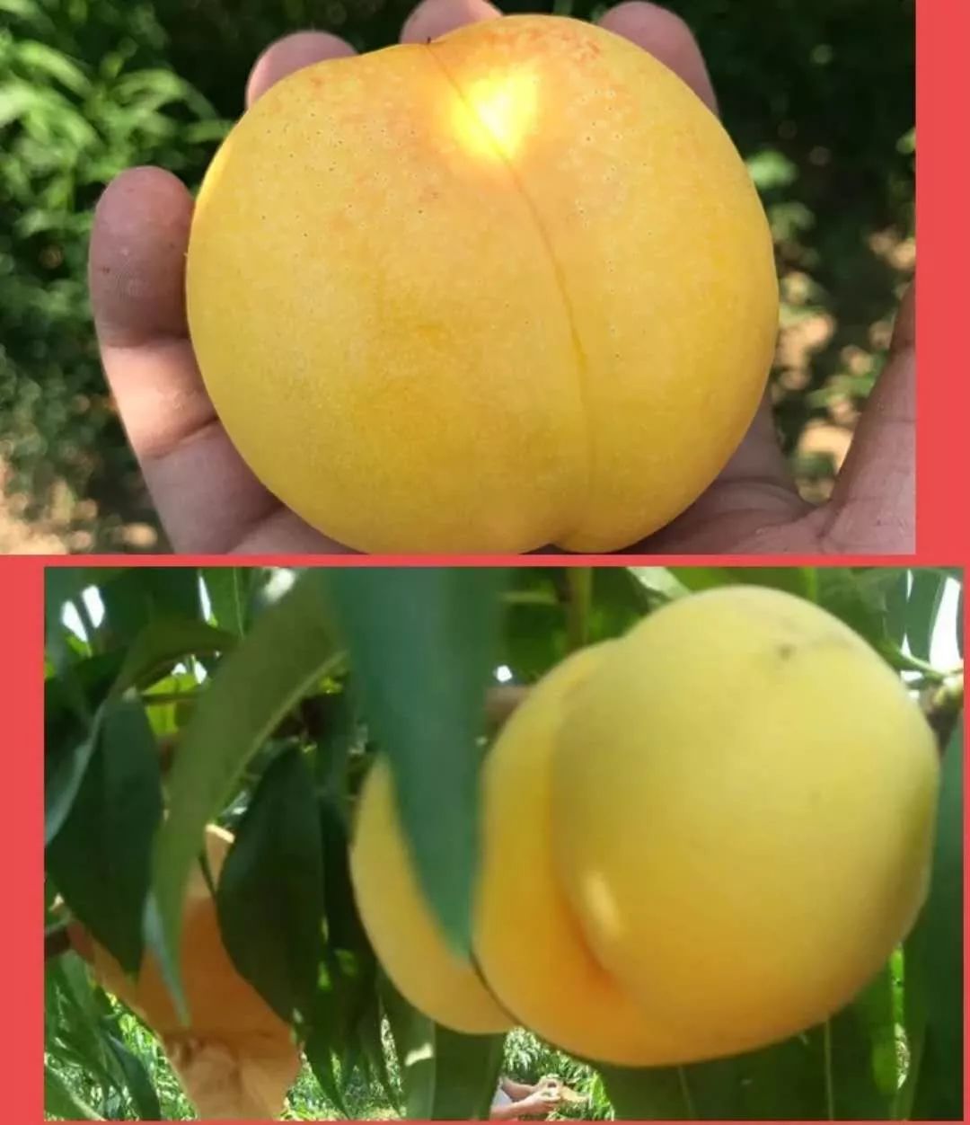 黄金桃采摘节等你来,油桃采摘节到来