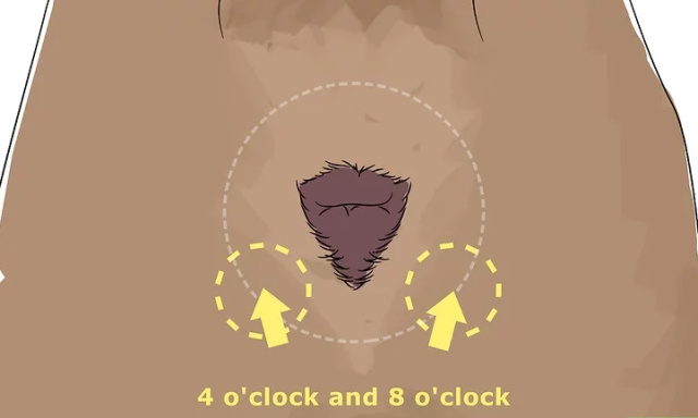 「每日一答」如何疏通狗狗的肛门腺？｜夏日篇