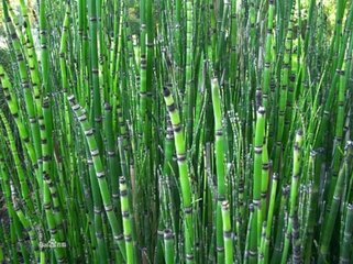 100个好听到爆的中药名,补肾常用中药100名和图片