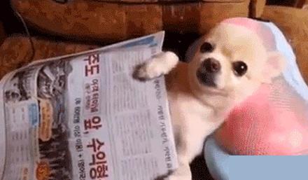 狗狗跑到床上尿尿该惩罚吗,狗狗为啥突然开始在主人床上尿泡