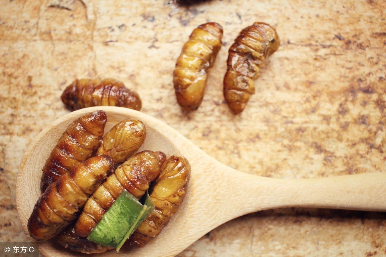 农村松树上的虫子,松树上能吃的虫子