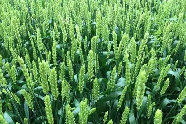 都叫芸苔素内酯，为什么差别那么大？应该正确认识！