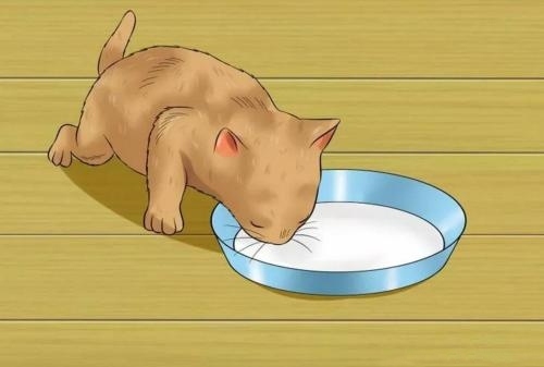 猫咪没精神不想动喜欢趴着,猫咪不爱喝水怎么办