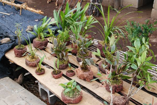 “情不知所起,一往而深”:腾冲旅游吃住行攻略拿走不谢