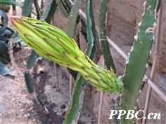 菠萝和火龙果树长什么样,火龙果树照片