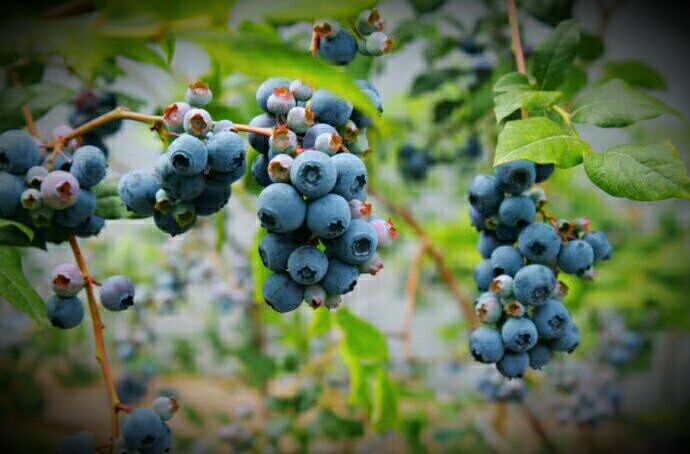 蓝莓是著名的什么果,蓝莓特色产品简介