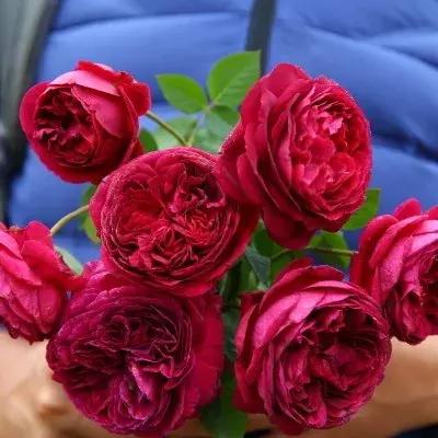 月季玫瑰蔷薇有哪些区别,月季玫瑰蔷薇三者有何区别