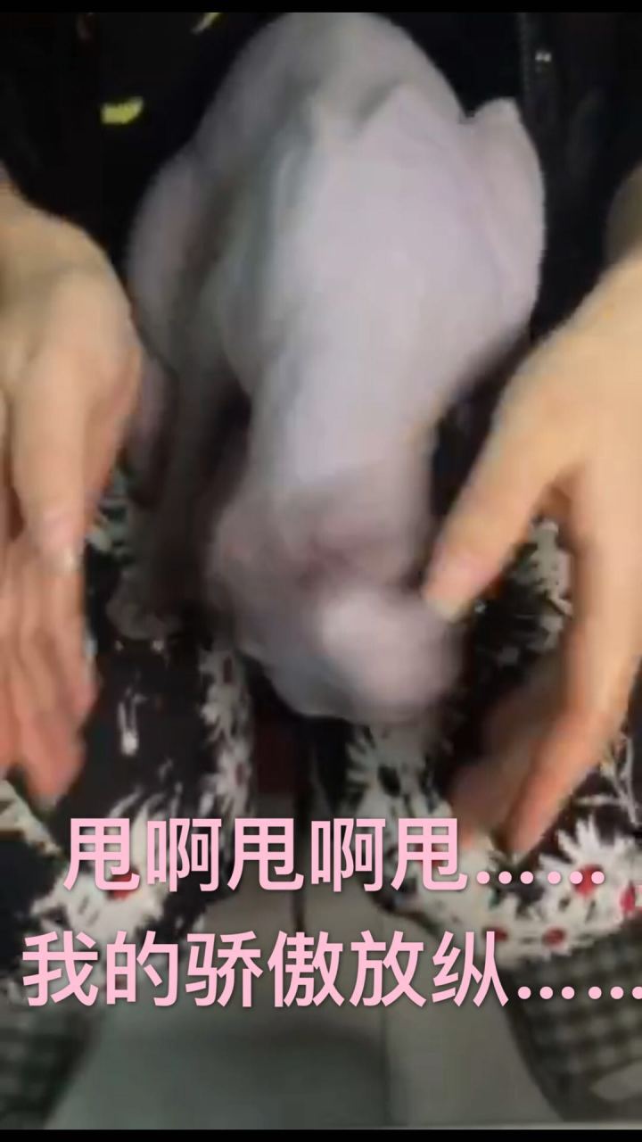 斯芬克斯无毛猫的日常护理与清洁