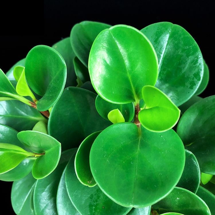 什么盆栽甲醛少好养的,养不死的小盆栽净化空气