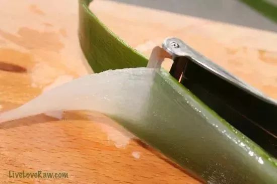 家里养一盆钱兜好吗,家里养一盆花就挺好