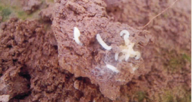 韭菜迟眼蕈蚊分布区域,韭菜迟眼蕈蚊