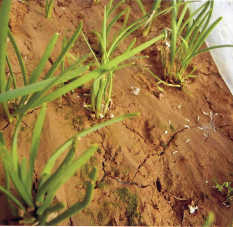 韭菜迟眼蕈蚊分布区域,韭菜迟眼蕈蚊