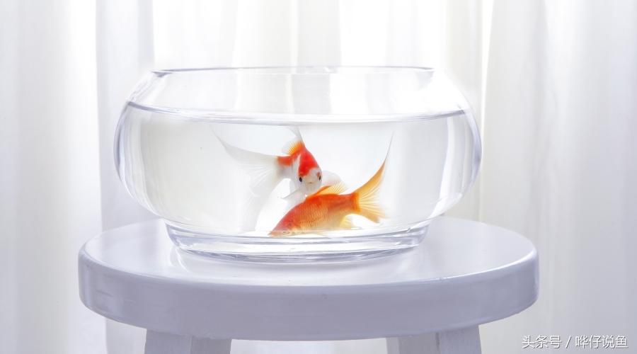 夏天宠物太热,天气热了哪些宠物鱼好养