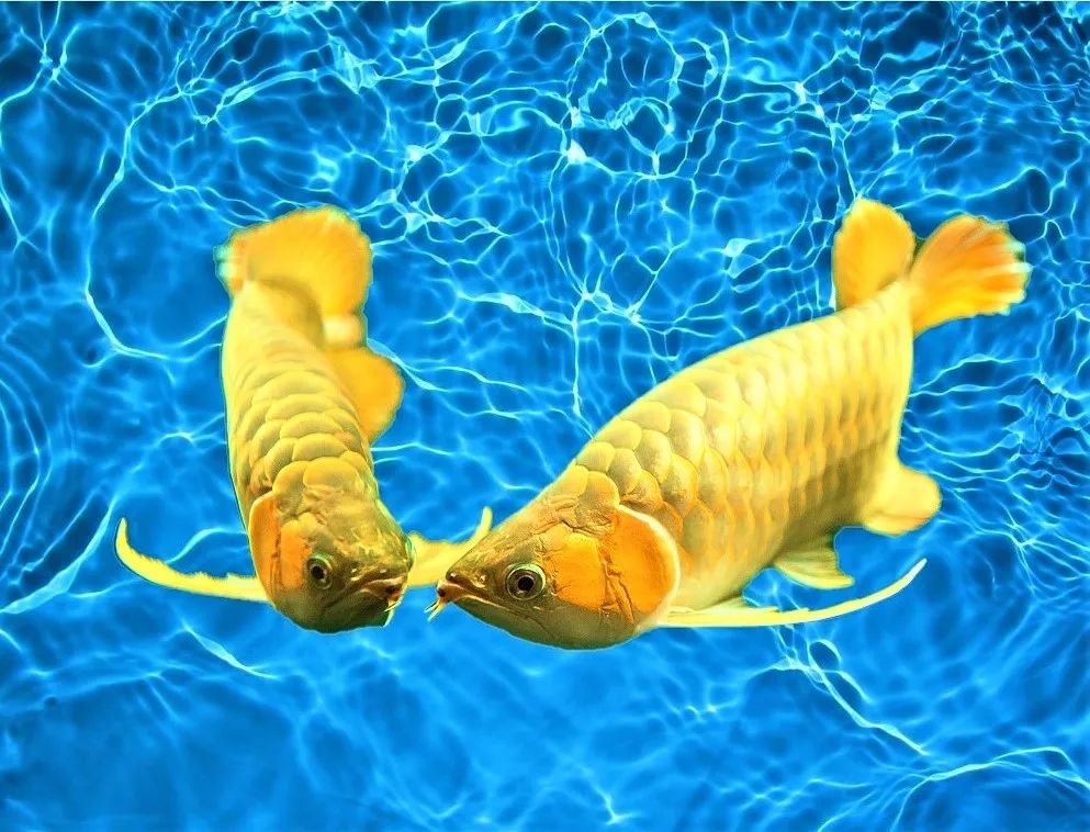 龙鱼的繁殖道路上会遇到的bug们