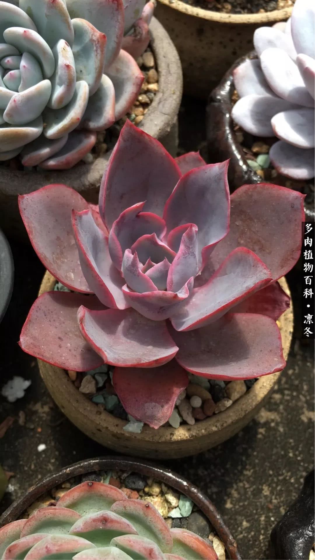 一入装修深似海从此钱包是路人,一入花坑深似海从此钱包成路人