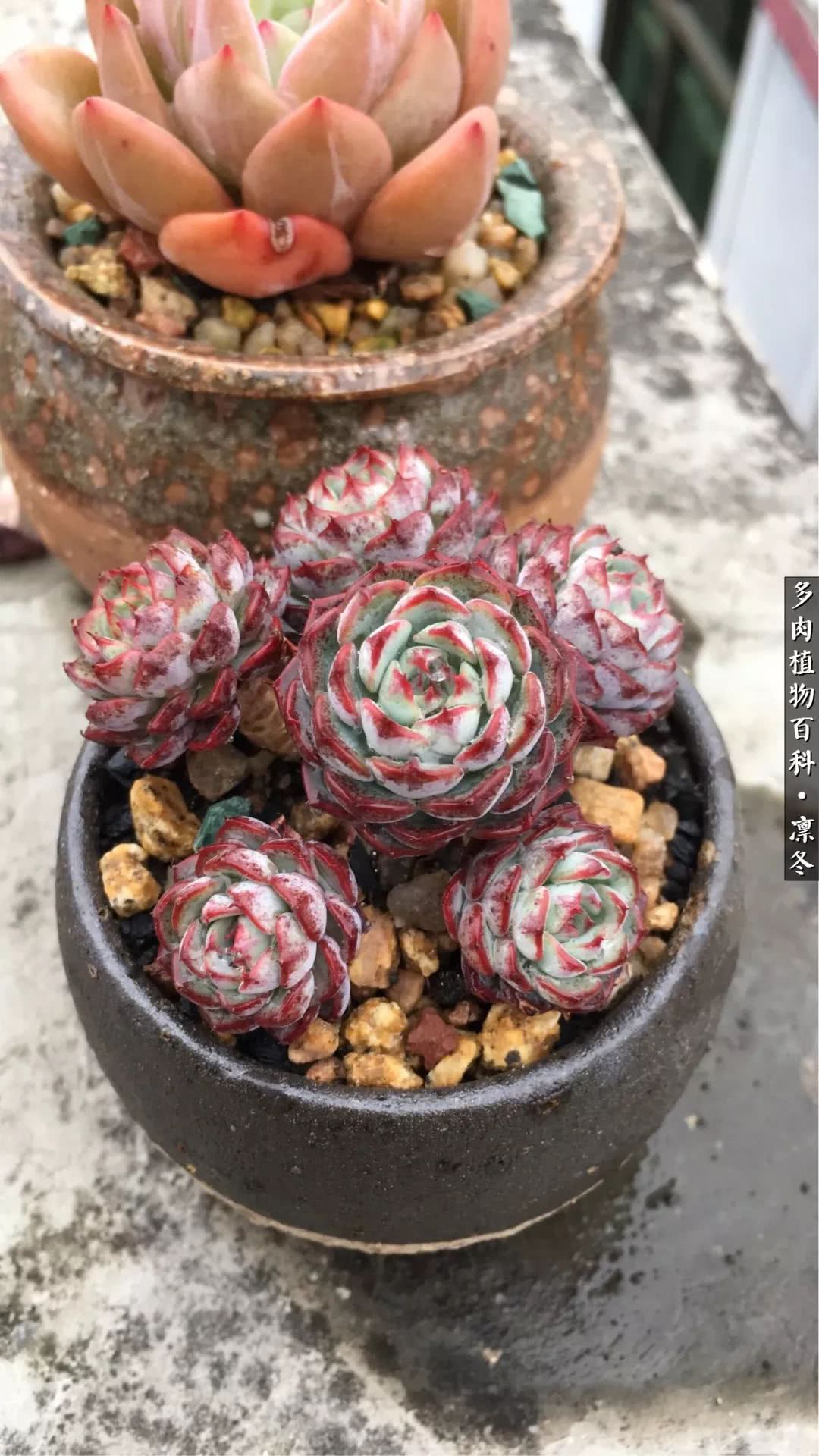 一入装修深似海从此钱包是路人,一入花坑深似海从此钱包成路人