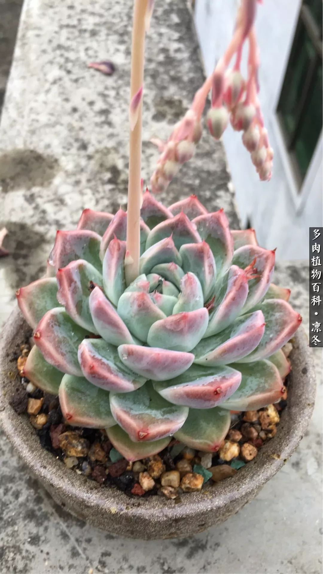 一入装修深似海从此钱包是路人,一入花坑深似海从此钱包成路人