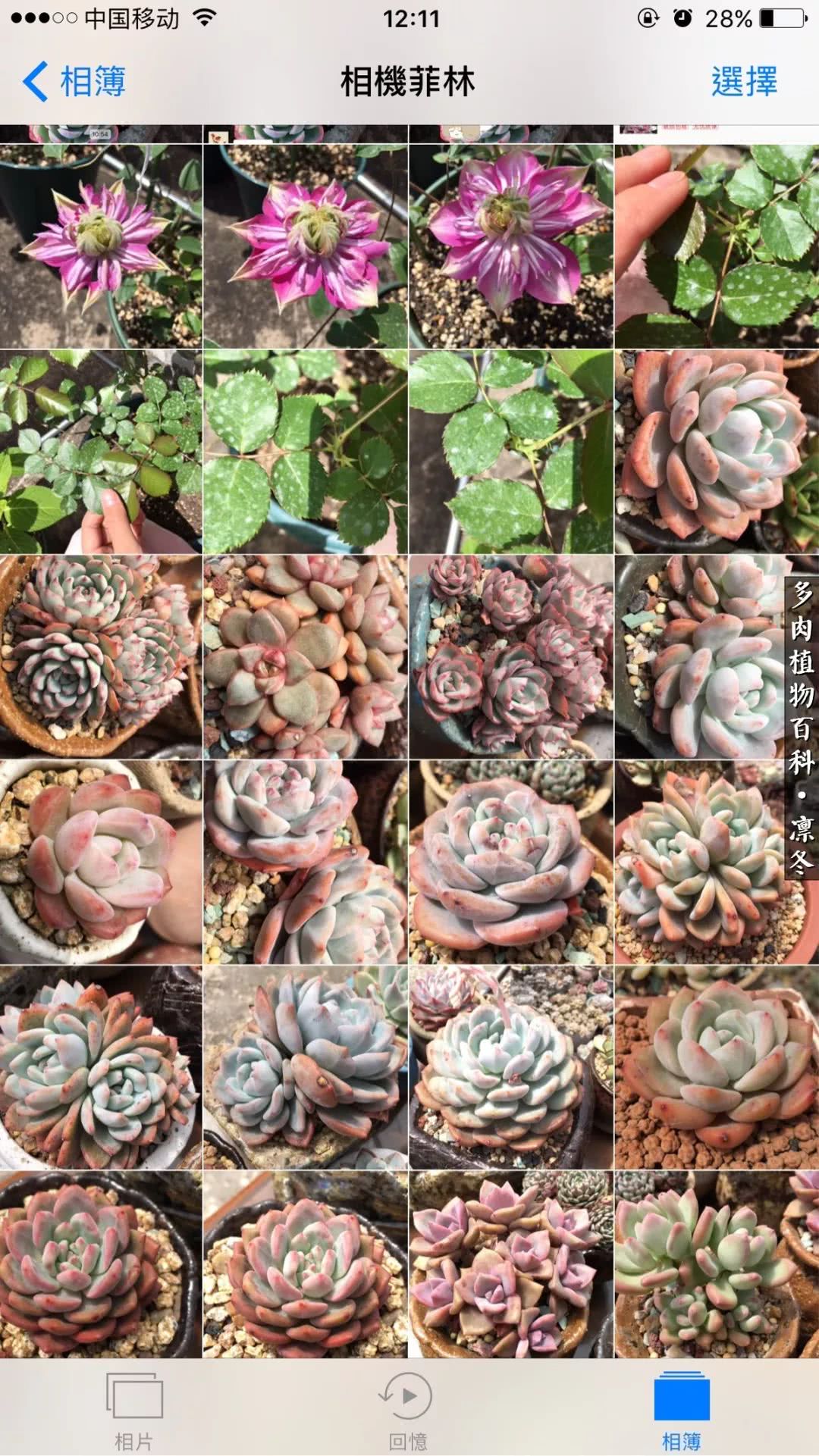 一入装修深似海从此钱包是路人,一入花坑深似海从此钱包成路人