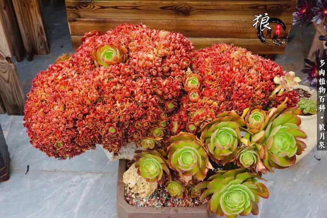 多肉度夏的前期准备,多肉度夏前杀菌