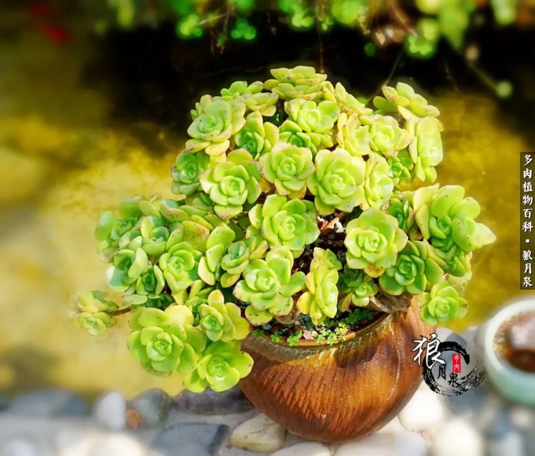 多肉度夏的前期准备,多肉度夏前杀菌