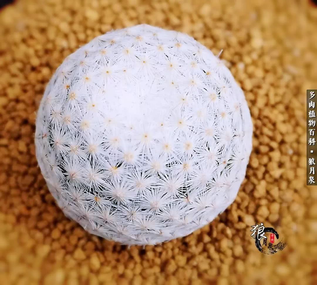 多肉度夏的前期准备,多肉度夏前杀菌