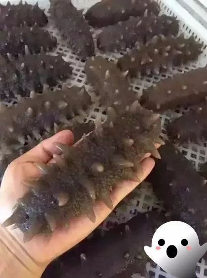 震惊正宗海参竟卖这么低的价格,海参价格良心到爆