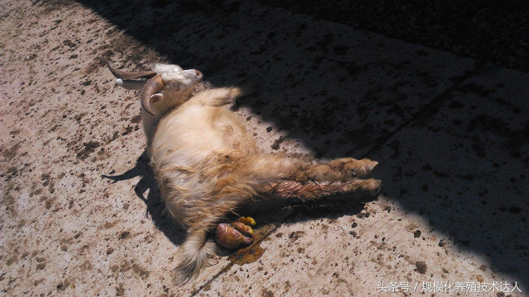 羊衣原体流产的原因及防治方法,衣原体羊感染以后羊怎么处理