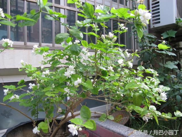 老妈给茉莉喝这个，叶子绿油油，花开多又香