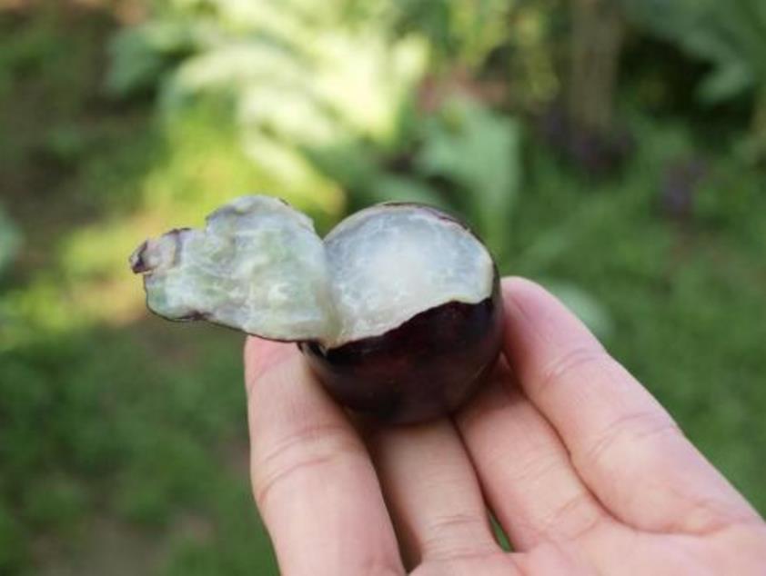 农村山里的怪树,农村一种很奇怪的树的果实