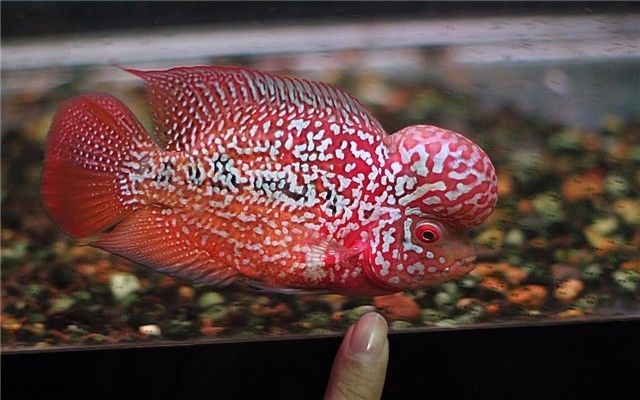 罗汉是不是不会死,罗汉真的很可怕吗