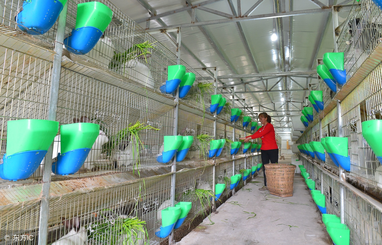 肉兔的饲养管理技术,肉兔养殖注意哪些事项