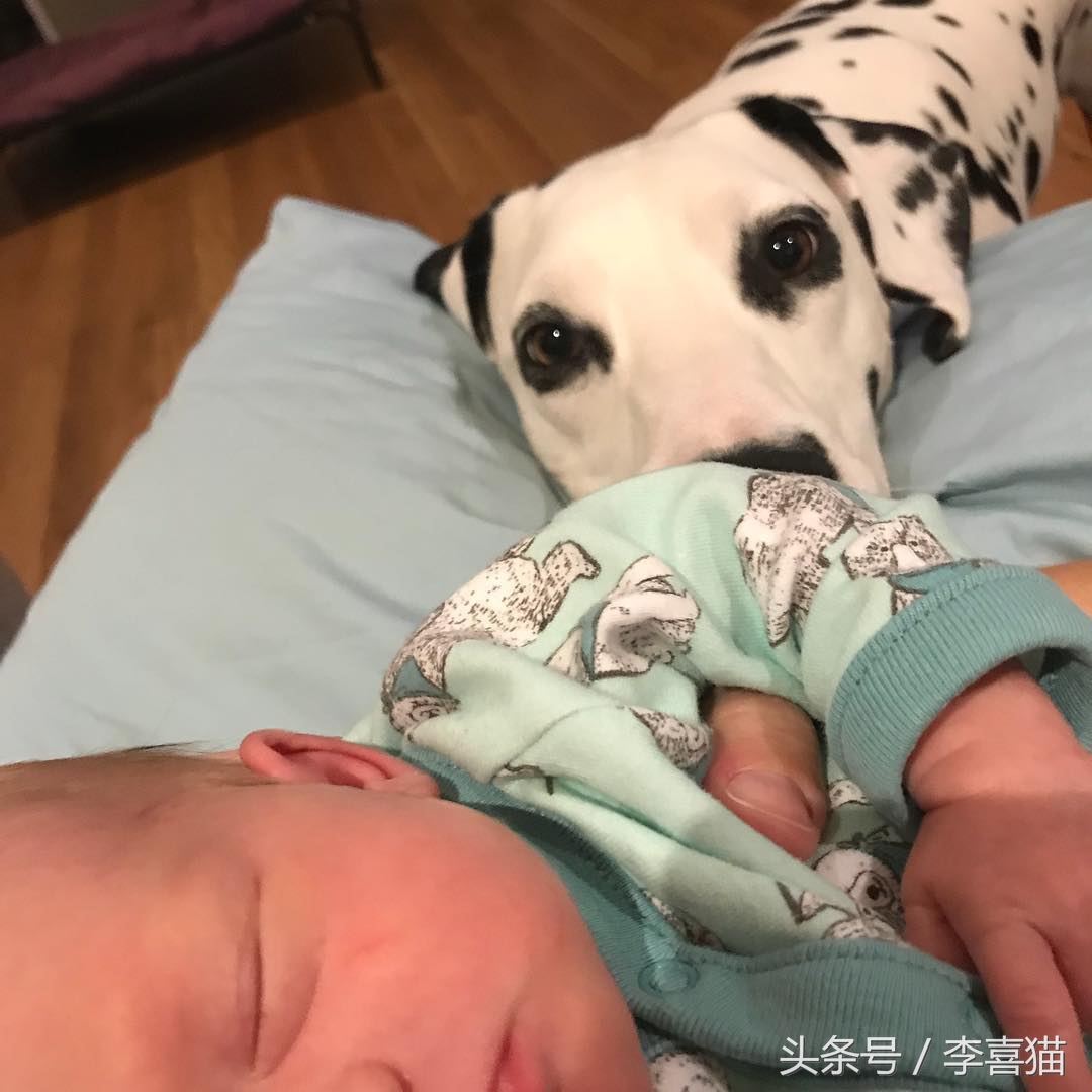 斑点狗性格特点,斑点狗为什么会脾气暴躁