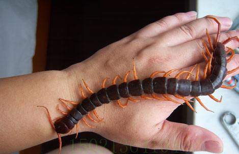 震惊世界的奇葩宠物,外国人养的奇葩宠物