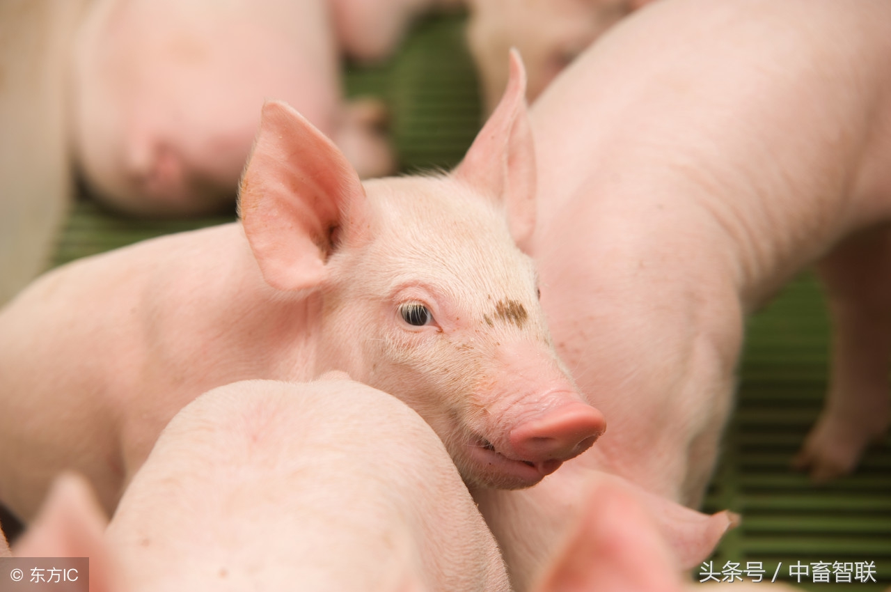 仔猪黄白痢是什么原因引起的,仔猪白痢是什么意思