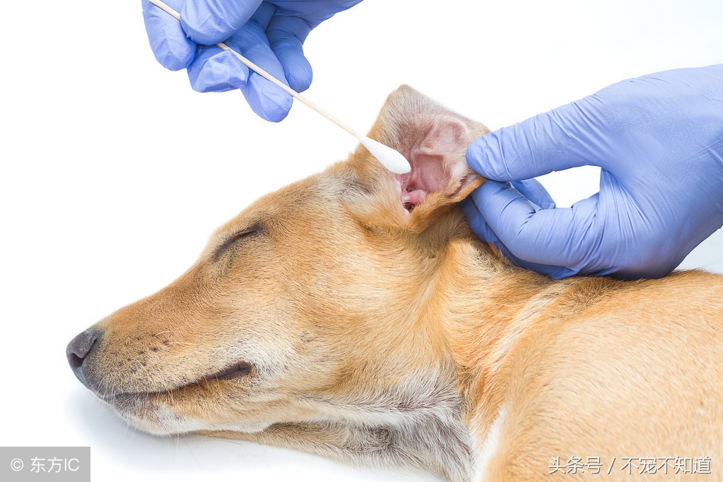 印度耳朵清理护理,如何护理宠物