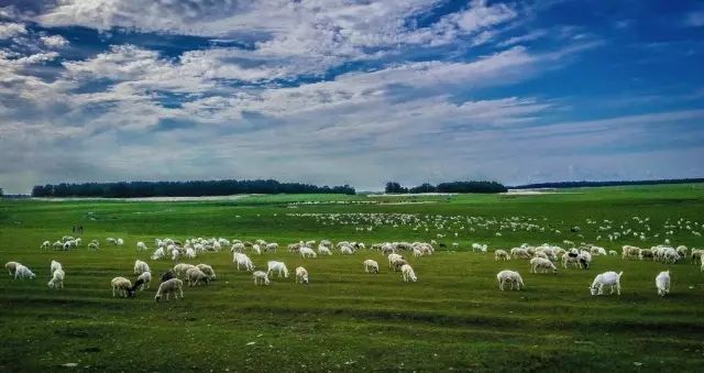 策马奔腾呼伦贝尔大草原旅行,大连呼伦贝尔大草原自驾游记